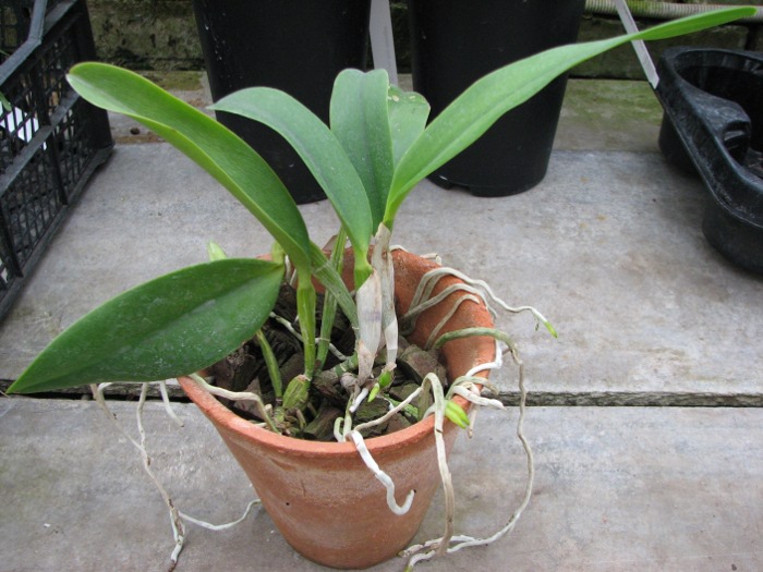 Cattleya warneri semi alba 'Geneva' x Laelia praestans alba.JPG
