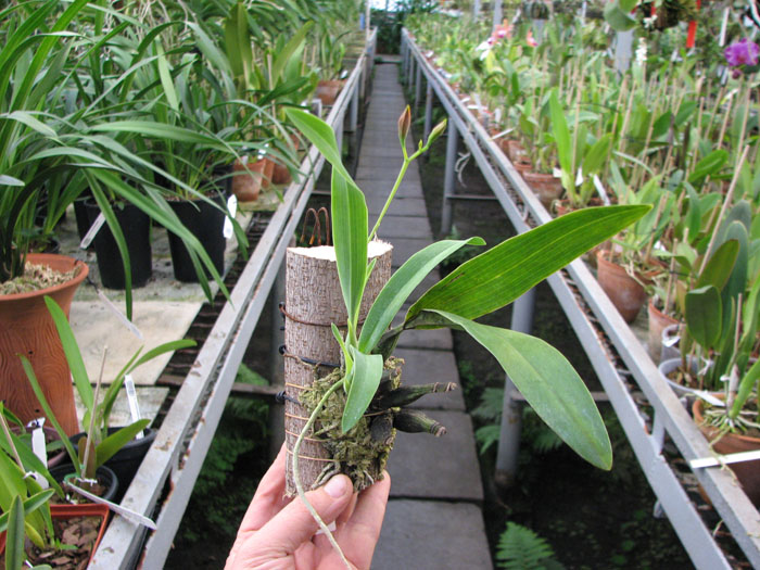 Prosthechea vitellina.jpg