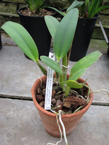 Cattleya lueddemanniana (Morena x OK-2) 'N 1' x lueddemanniana dark lip splash.JPG