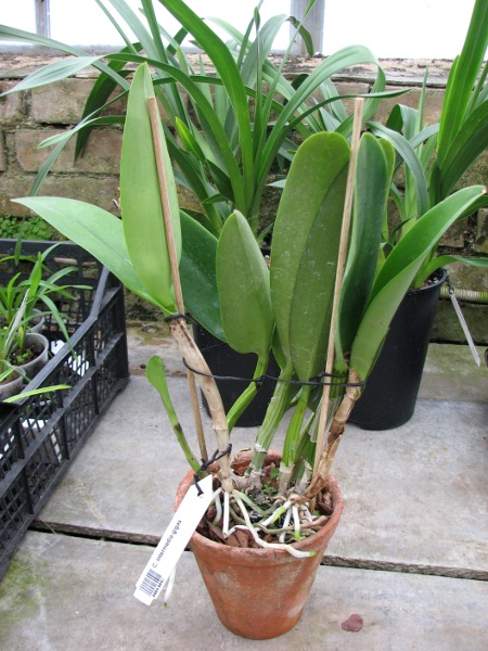 Cattleya Intermedia-gigas.JPG