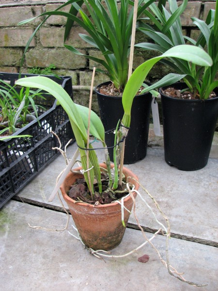 Cattleya quadricolor semi alba x Cattleya quadricolor semi alba 'Pompeu'.JPG