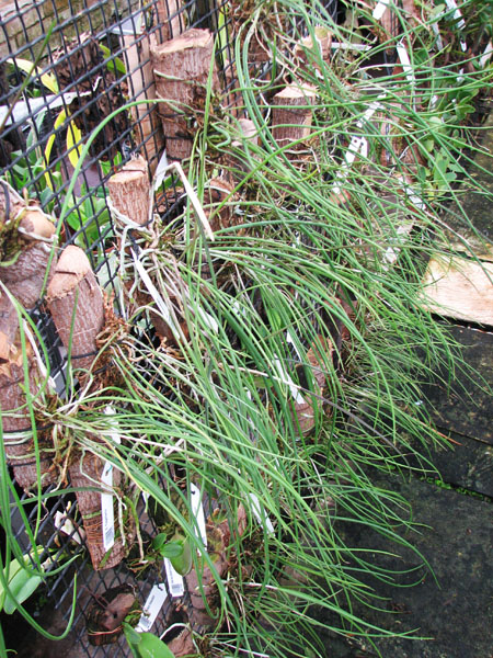 Brassavola cucullata.jpg