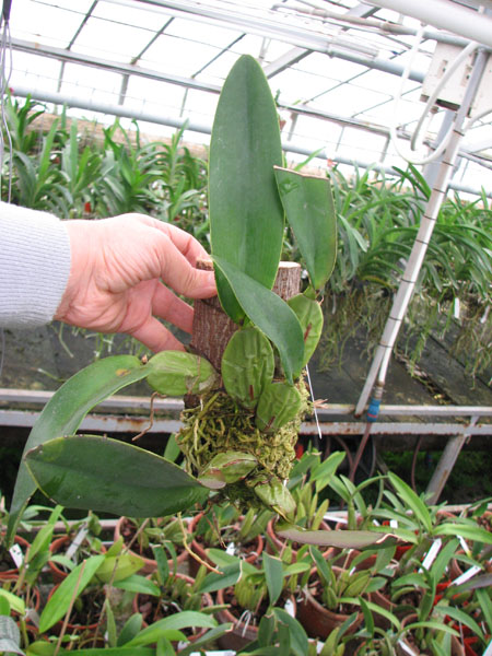 Laelia rubescens.jpg
