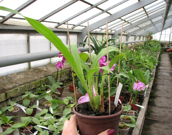 Zygopetalum Barbel Hohn.JPG