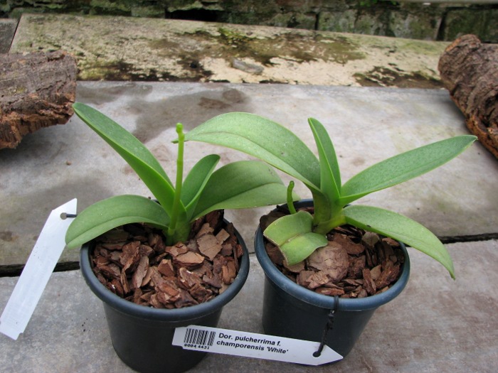 Doritis pulcherrima f. champorensis 'White'.JPG