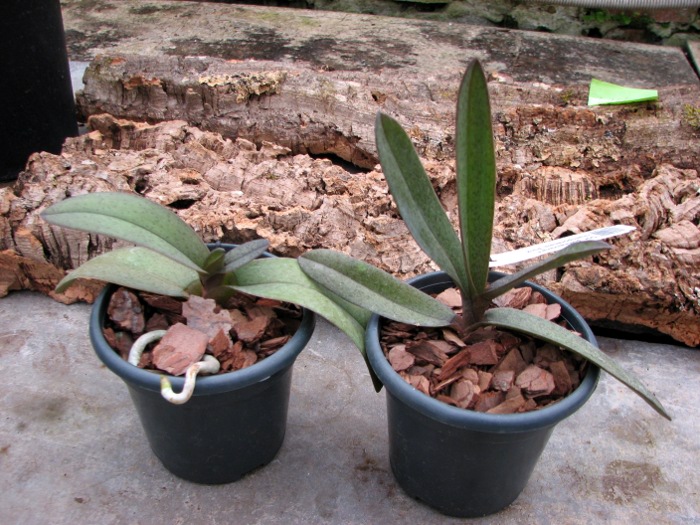 Doritis pulcherrima f. champorensis 'Pink'.JPG
