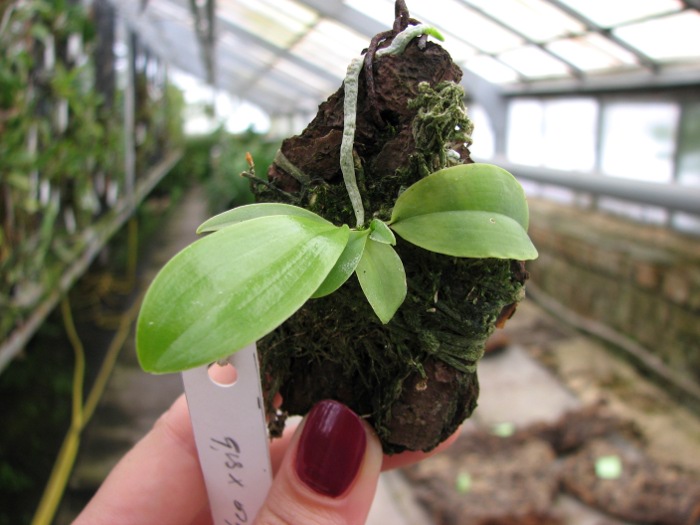Phalaenopsis javanica.JPG