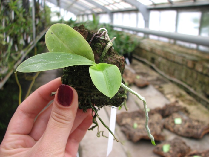 Phalaenopsis javanica.JPG