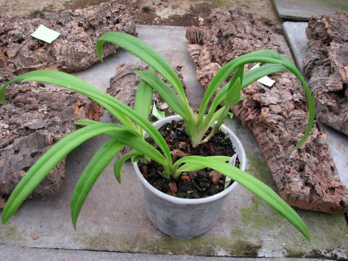 Phragmipedium Hanne Popow (besseae x schlimii).JPG