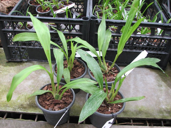 Zygonisia Cynosure 'Blue Water Sailing'.JPG