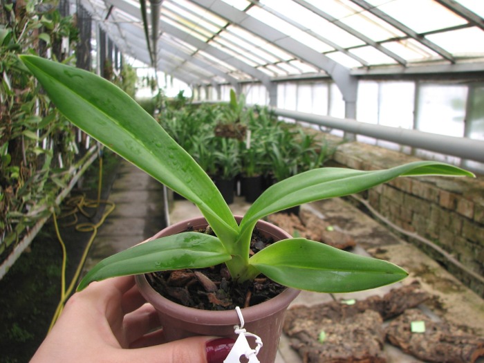 Phragmipedium Fritz Schomburg (besseae x kovachii).JPG