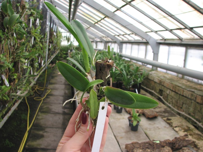 Laelia alaori suave 'Binot' x Cattleya luteola 'Big Star'.JPG