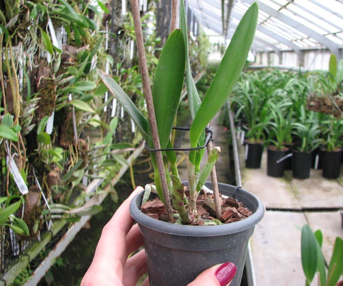 Cattleya Pradit Spot 'Black Prince'.JPG