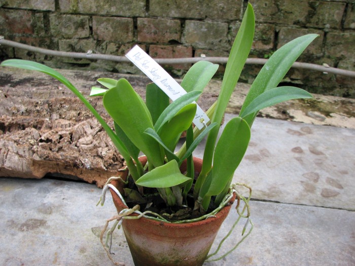 Potinara Shin Shang Diamond 'Taiyoung #1' (Pot. Kat E-sun x Blc. Tzeng-wen Beauty).JPG