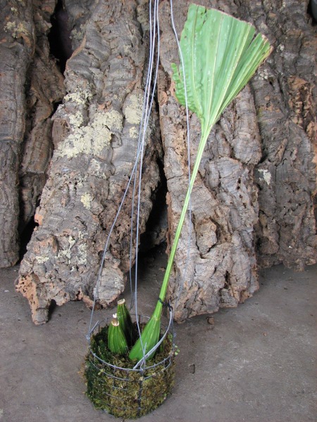 Gongora ecornuta.JPG