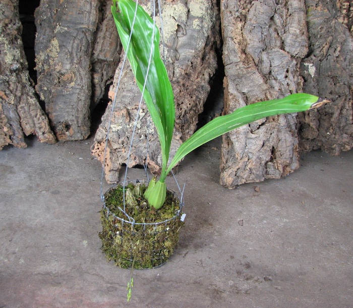 Gongora portentosa.JPG