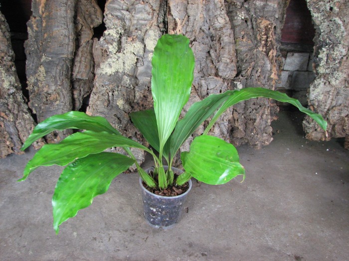 Gongora rufescens.JPG