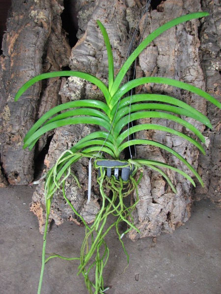 Vanda sanderiana x Taweesuksa.JPG