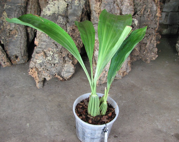 Gongora scaphephorus.JPG