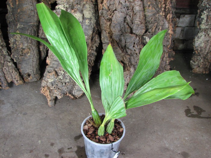 Gongora scaphephorus.JPG