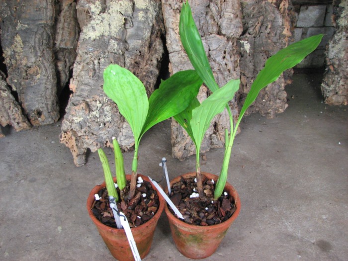 Coelogyne rochussenii.JPG