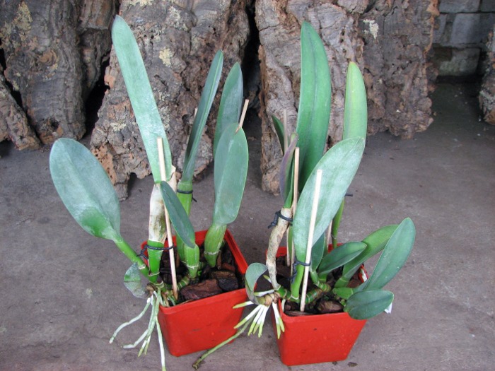 Brassavola Aristocrat (Brassavola glauca x digbyana).JPG