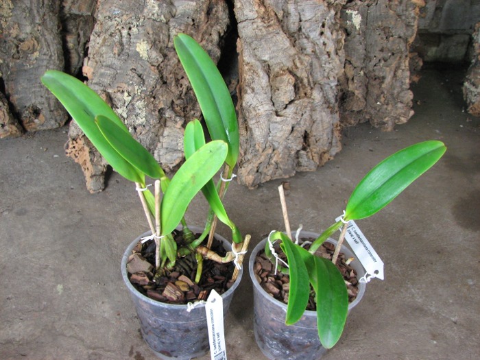 Cattleya lueddemanniana concolor (clara) x self.JPG