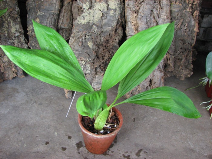 Coelogyne pandurata.JPG