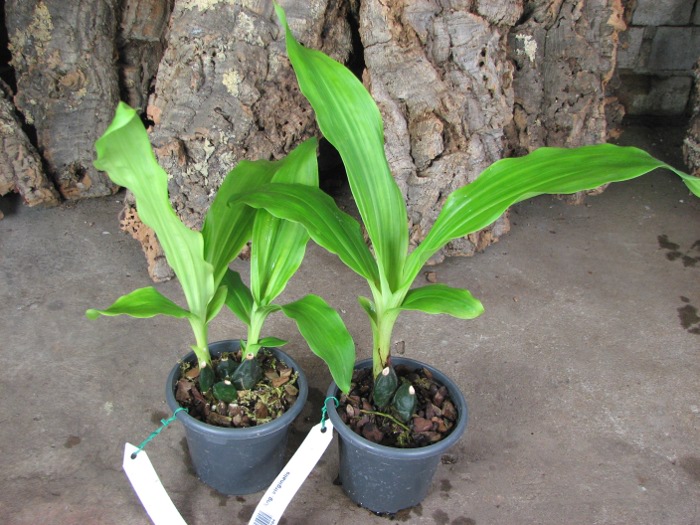 Anguloa virginalis.JPG