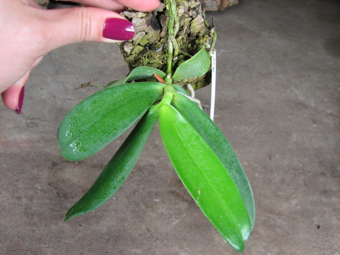 Aerangis articulata.JPG