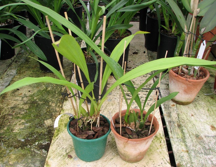 Zygopetalum 'Rhein Blue Angel'.JPG