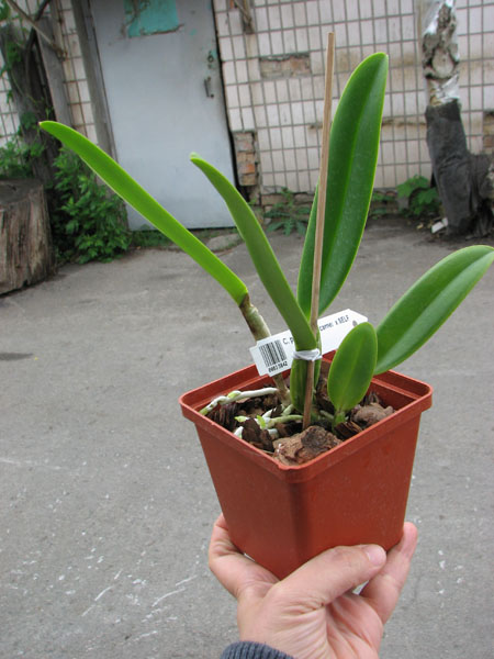 Cattleya percivaliana carnea x SELF.jpg