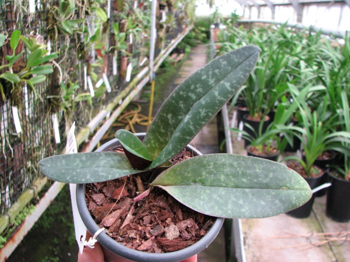 Paphiopedilum bellatulum.JPG