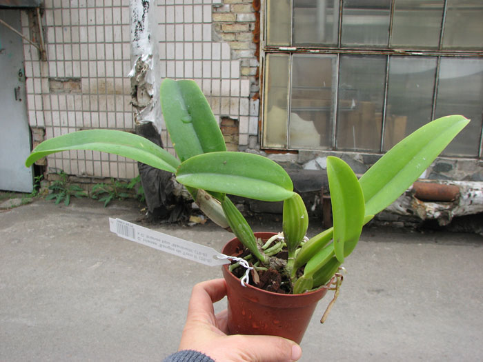 Cattleya trianae 'Sangre de Toro II' (25-8) x Cattleya trianae tipo 'Martinelli' (78-8).jpg