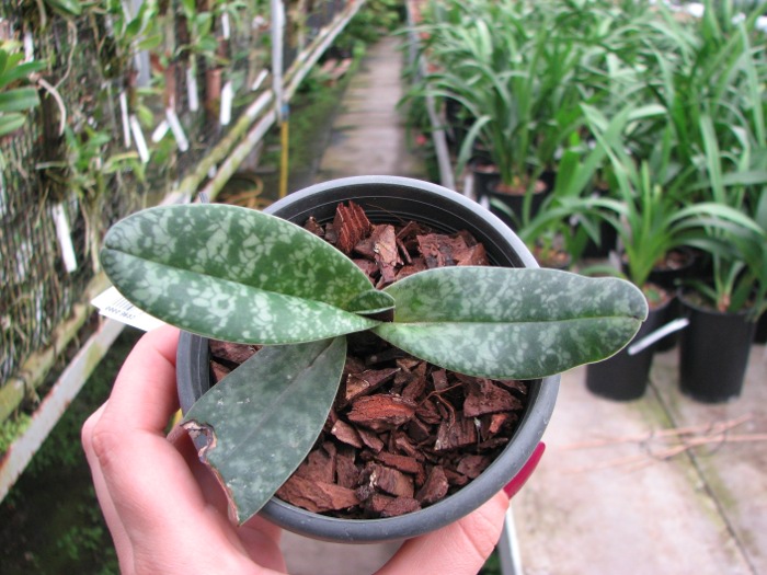 Paphiopedilum concolor.JPG