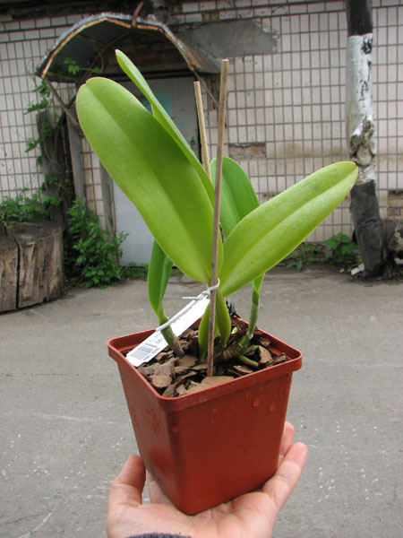 Cattleya trianae 'Taky Huailla' (42-8) x SELF.jpg