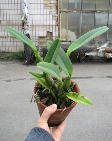 Cattleya trianae tipo 'Giant' x Cattleya trianae (Rolf Altemburg x Vitoria Castro).jpg