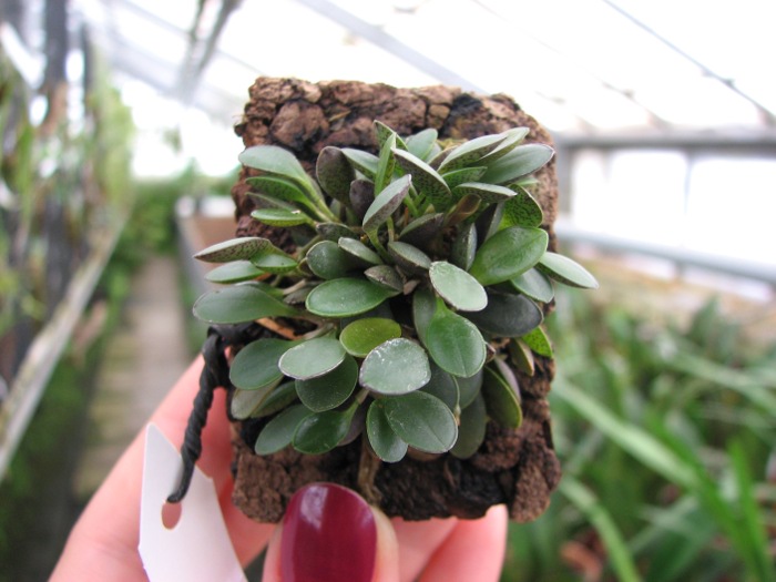 Pleurothallis grobyi.JPG