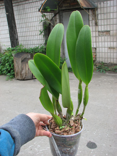 Brassolaeliocattleya Toshie Aoki 'Pizazz Subv OC'.jpg