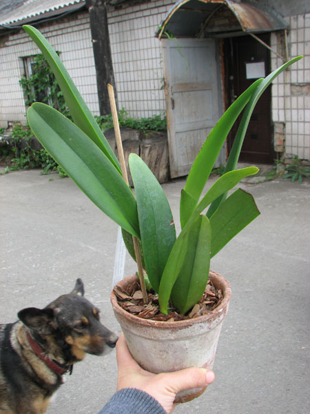 Rhyncholaeliocattleya Blanche Aisaka 'Yuki' (Brassolaeliocattleya Meditation x Laeliocattleya Stephen Oliver Fouraker).jpg