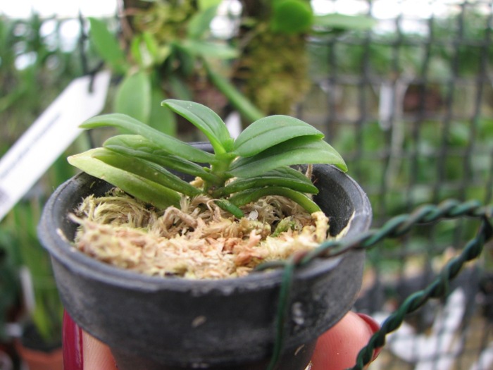 Haraella retrocalla.JPG