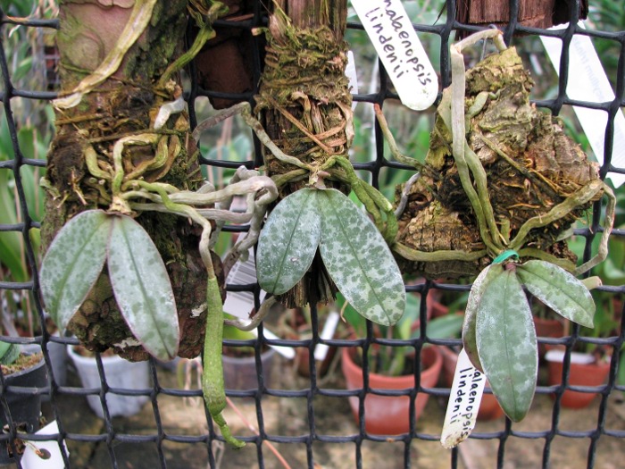 Phalaenopsis lindenii.JPG