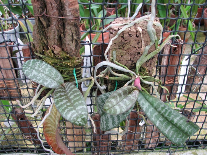 Phalaenopsis schilleriana.JPG