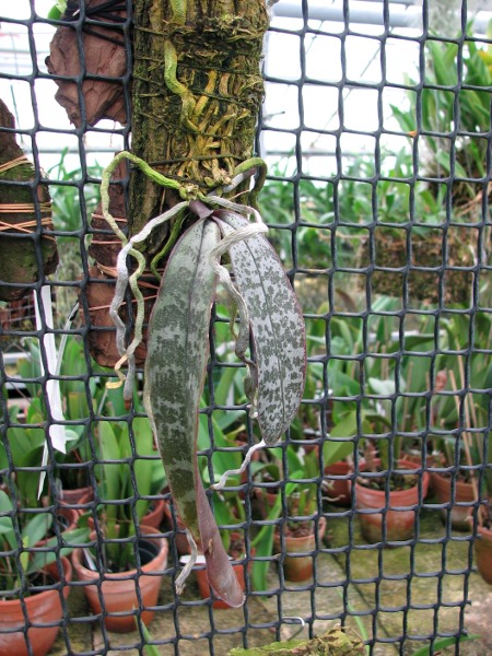 Phalaenopsis philippinensis.JPG