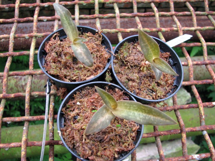 Habenaria rhodocheila 'Pink'.JPG