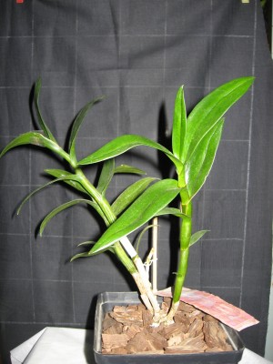 Dendrobium sp., он же.