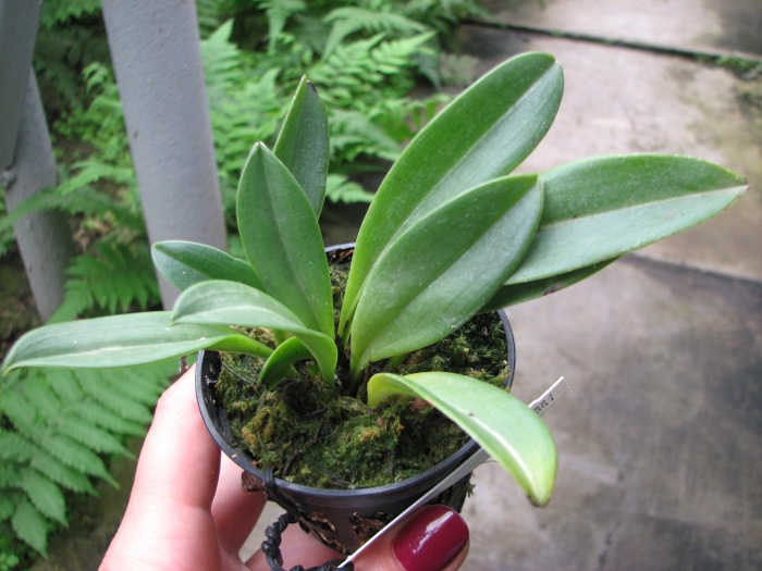 Masdevallia descendens.JPG