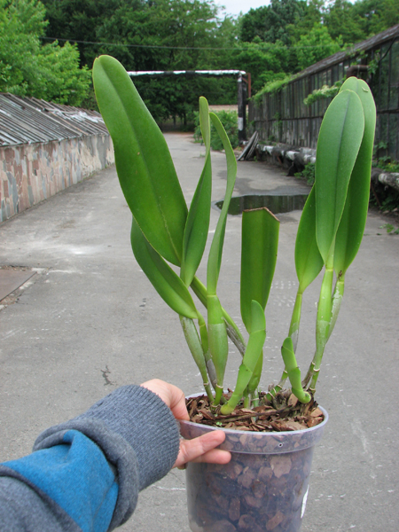 Brassolaeliocattleya Toshie Aoki 'Pizazz Subv OC'.jpg