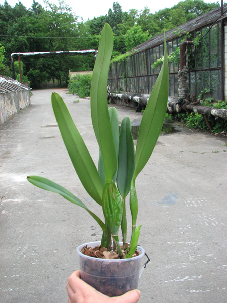 Laeliocattleya Canhamiana coerulea 'Azure Skies'.jpg