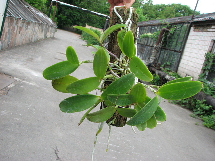 Cattleya aclandiae (extra size).jpg